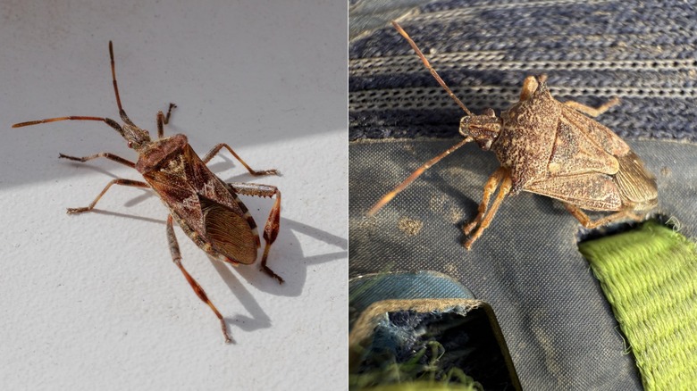 Split image showing western conifer seed bug and spined soldier bug