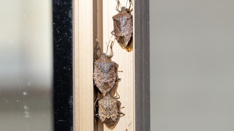 stink bugs crawling upward indoors