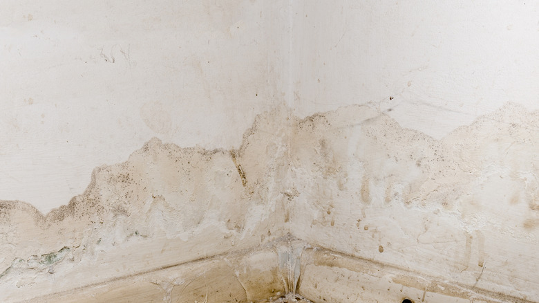 Mold damage on drywall