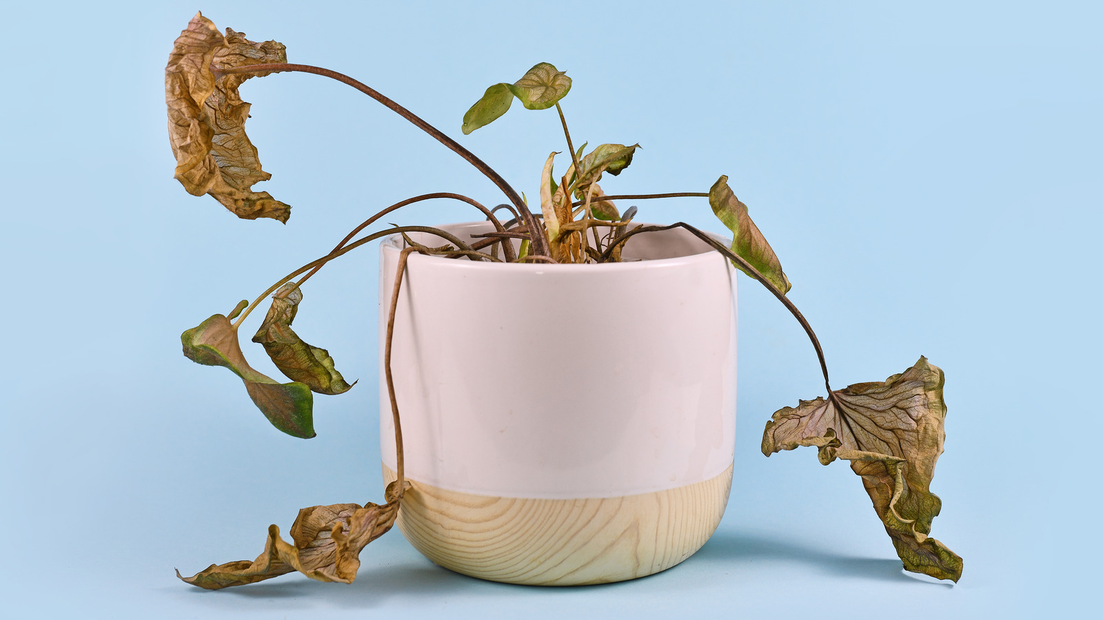 How To Know If Your Plant Is Dead Or Just Dormant