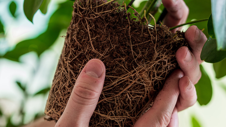 Potted plant roots