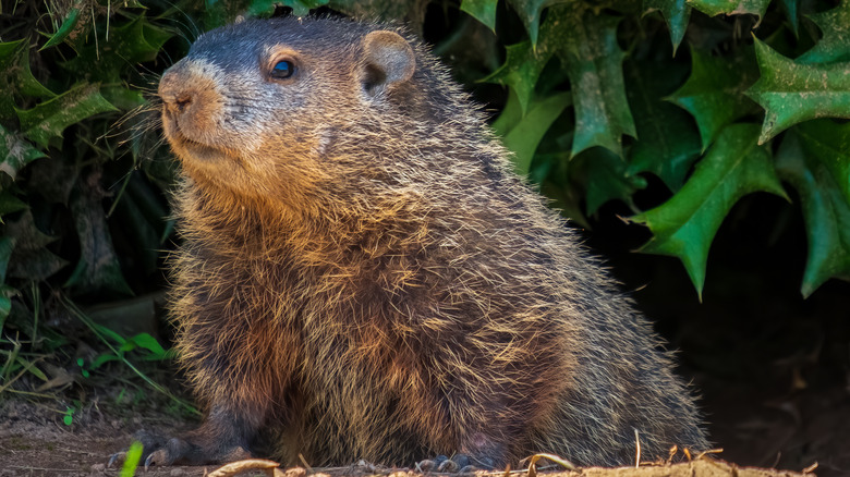 groundhog under holly bush