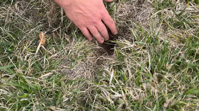 vole tunnel