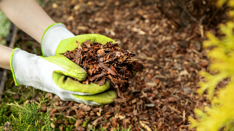 Gloved hands spreading mulch around plants in the garden