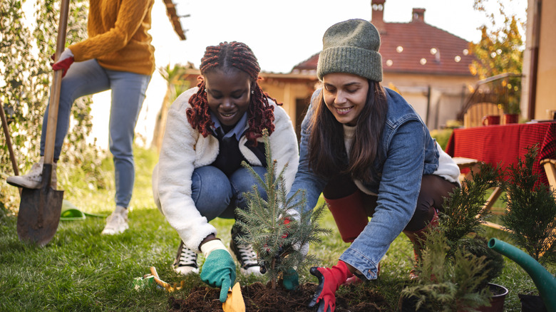 Two people planting a small tree in the garden