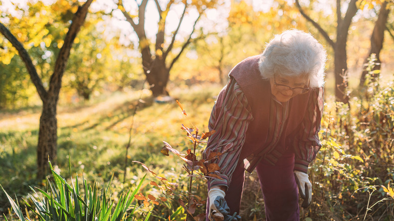 A person working in the garden in the fall