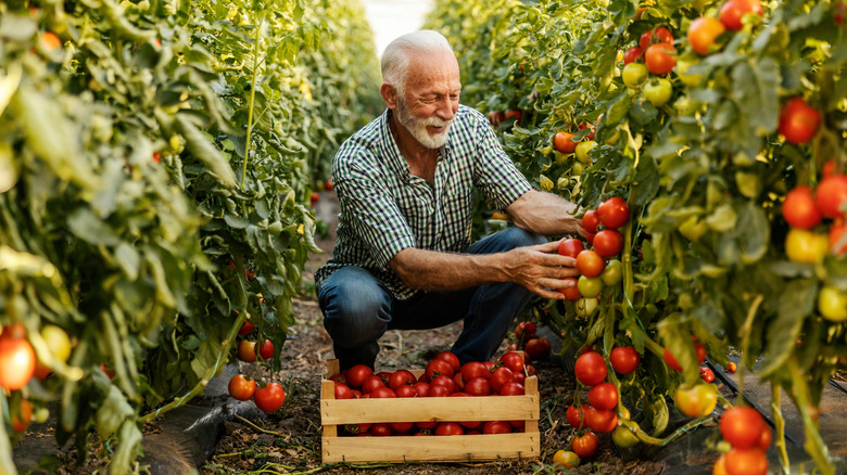 An older bearded man picks lots of ripe tomatoes in a garden.