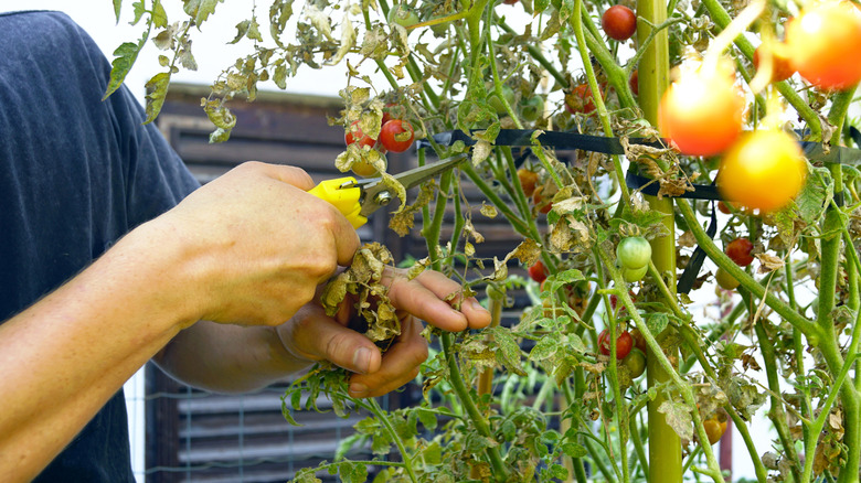 A pair of hands snip away dead and diseased tomato branches and leaves.