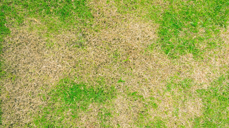a patchy lawn