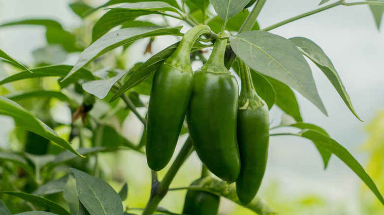 Unripe green jalapeno peppers on plant