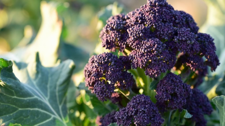 Purple sprouting broccoli growing in a garden.