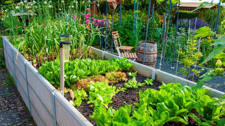 Vegetable garden in backyard.