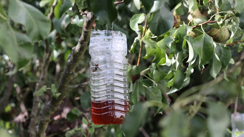 Wasp in bottle trap