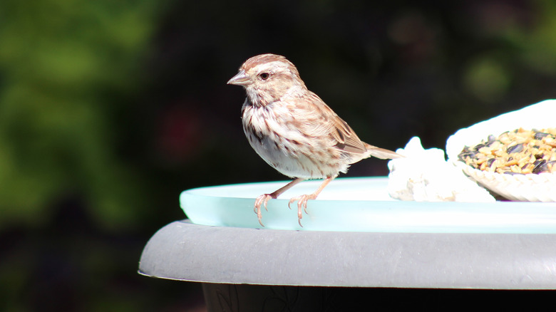 Bird perched on edge of bath with bird feed in the background