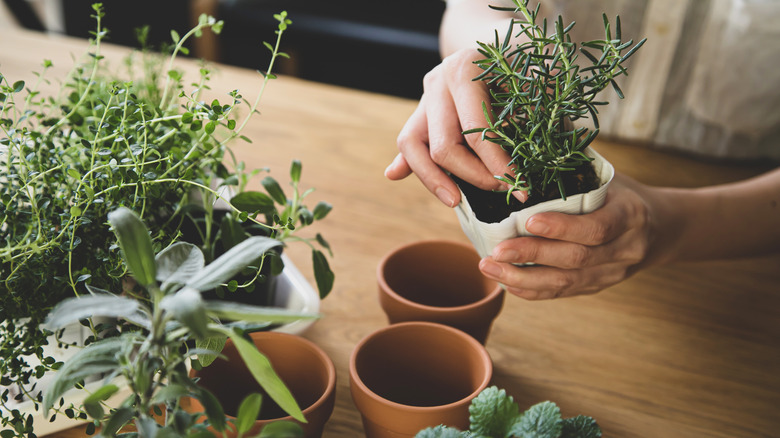 Hand potting rosemary