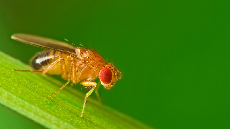 Small fruit fly on leaf