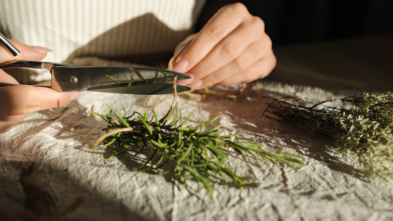Woman cutting string for tying herbs on a piece of cloth