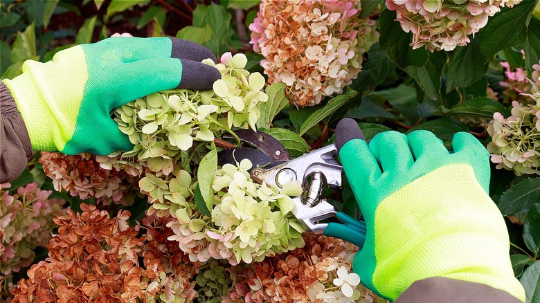 person cutting faded hydrangea inflorescences