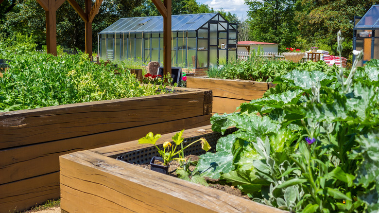 Vegetable beds in planter boxes
