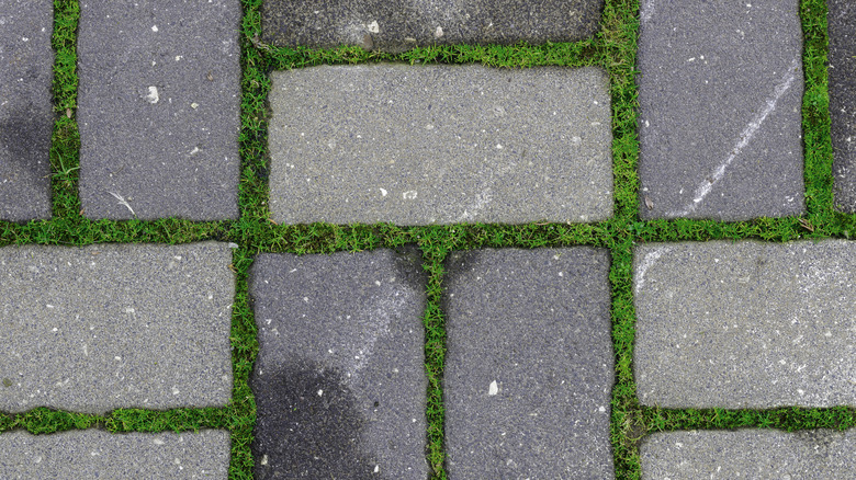 paver stones with grass borders