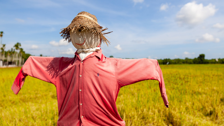 scarecrow in field