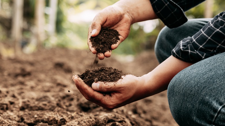 person holding soil with hands