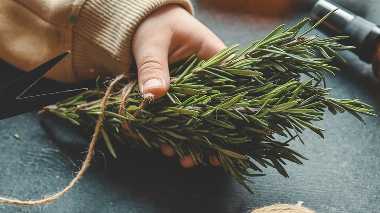 Hand holding a bundle of rosemary with twine and scissors
