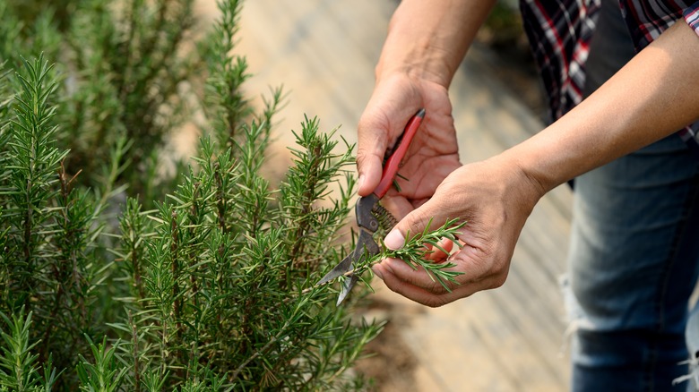 Hands harvesting rosemary from a bush