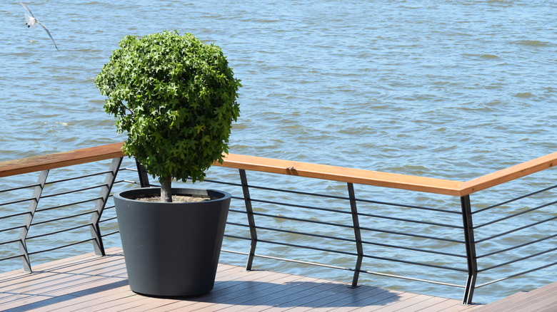 topiary bush
