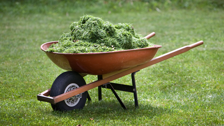 wheelbarrow with grass clippings