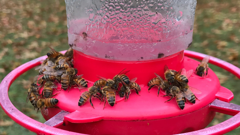 Many bees on a red hummingbird feeder