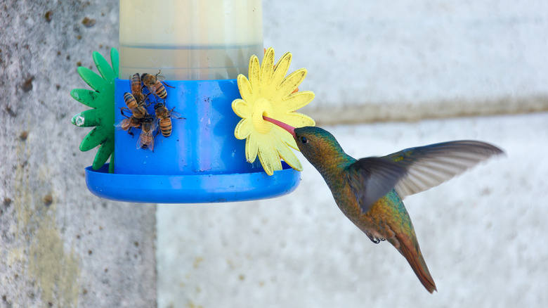 Hummingbird drinking from feeder with bees on one side