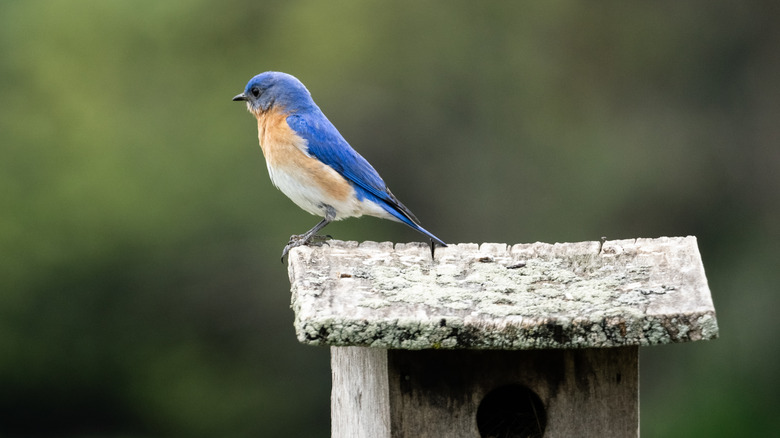 A nesting Bluebird perches atop a small birdhouse against a canopy of green.