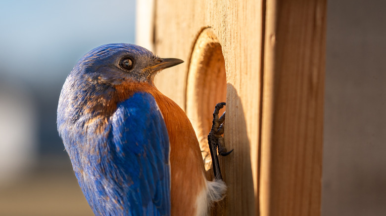 A closeup of an Eastern Bluebird on a bird feeder.