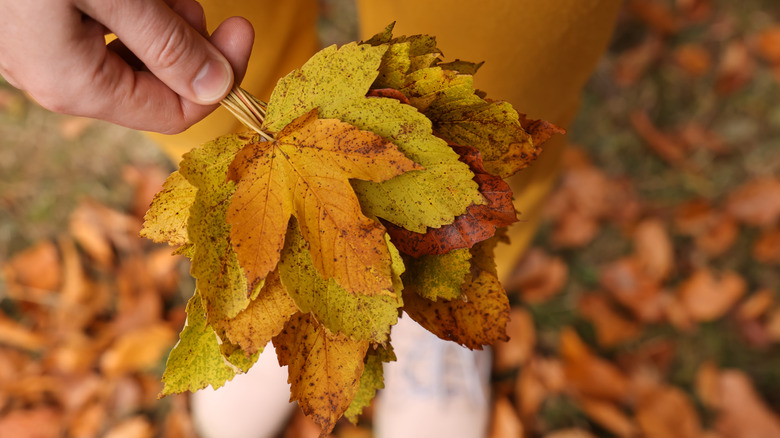 Person holding a bunch of autumn leaves