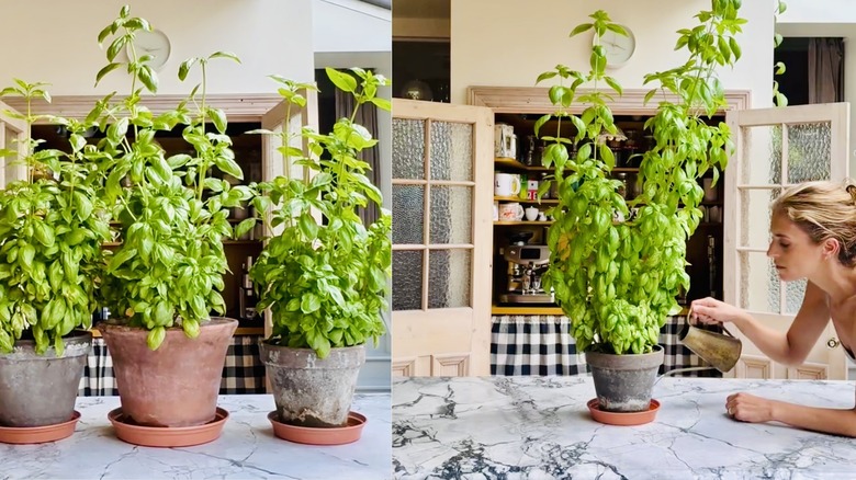 Left, Leanne Kilroy's huge, robust, indoor basil plants. Right, Kilroy waters her basil plant from the bottom.