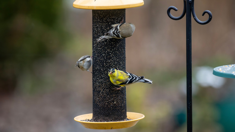 birds at a backyard bird feeder
