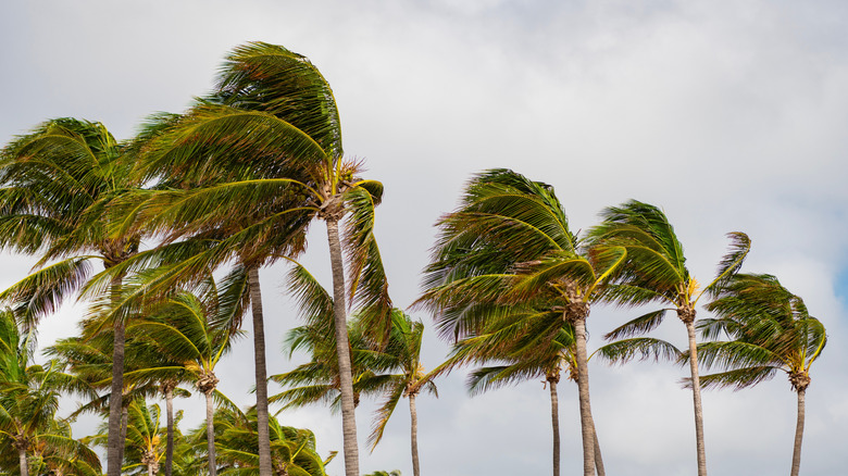 Palm trees swaying in high wind conditions