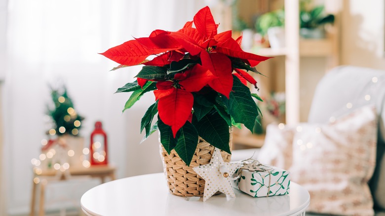 Poinsettia in decorated home