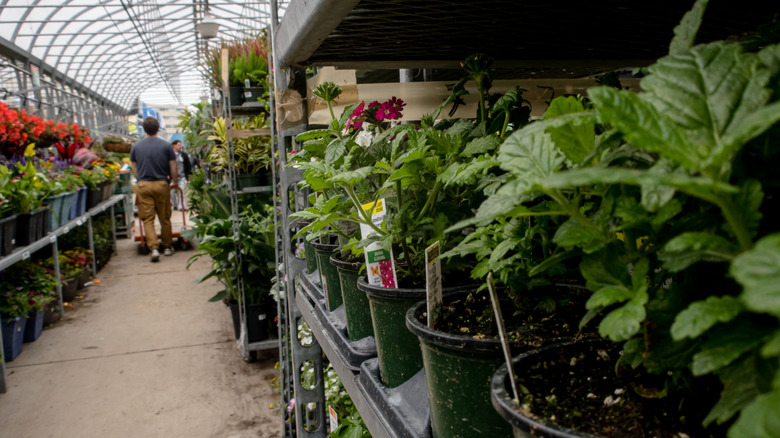 Young tomato plants lined up on a shelf at a store