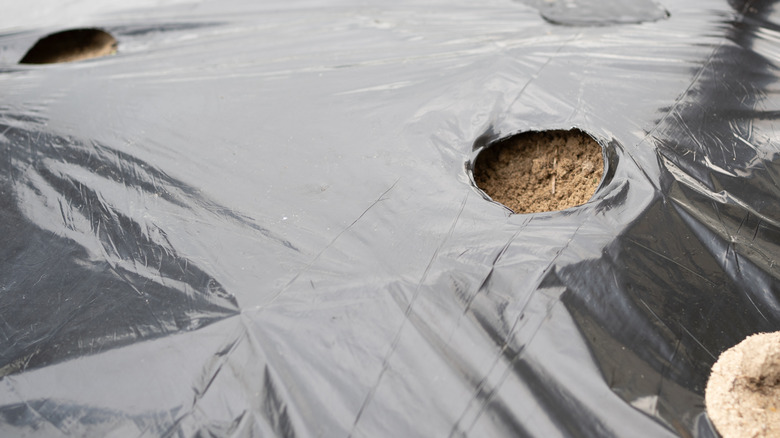 Black plastic mulch laid over soil, with holes pre-cut for plantings