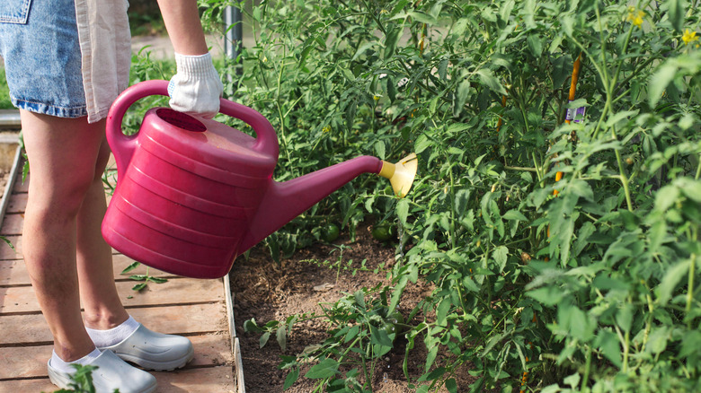 A gardener watering tomato plants