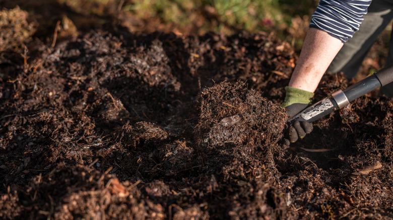 Close-up of a gardener digging compost with a shovel