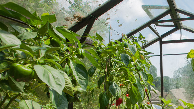 A well-tended greenhouse with tomatoes and peppers growing
