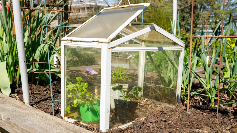 A miniature greenhouse in a raised bed housing plant seedlings