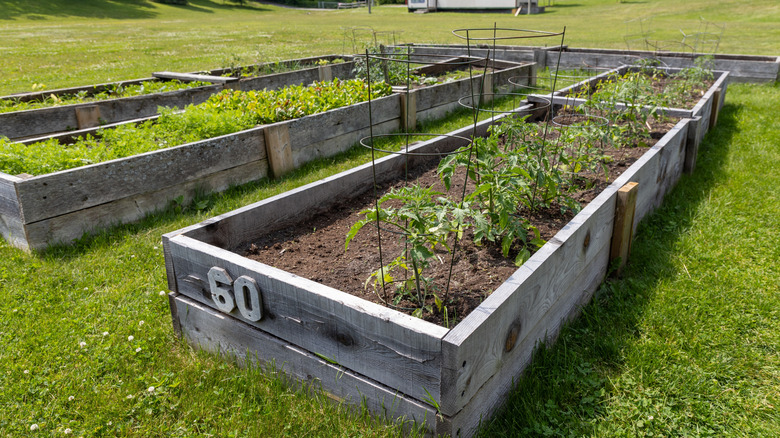 Tomatoes growing in a raised bed with tomato cages for support
