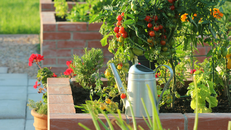 Tomatoes growing in a raised bed