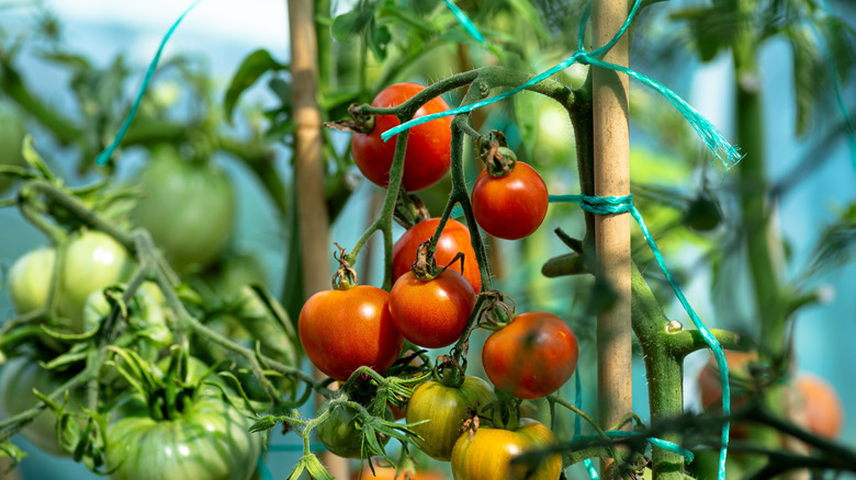 Close-up of a tomato plant laden with fruit at various stages of ripeness