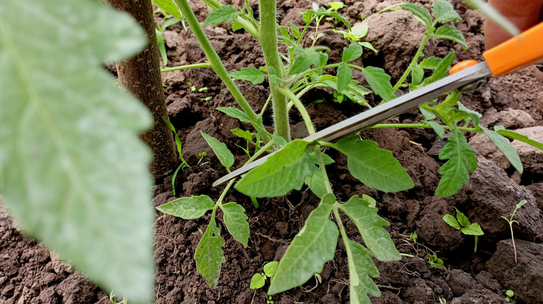 Close-up of a gardener pruning away the lower leaves from a tomato plant