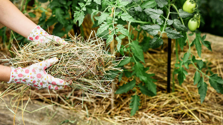 A gardener managing mulch around the base of their tomato plants